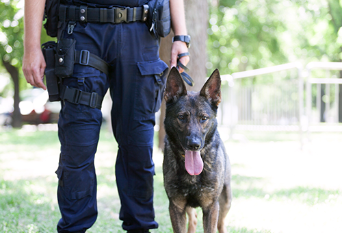Law Enforcement and Security